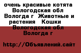 очень красивые котята - Вологодская обл., Вологда г. Животные и растения » Кошки   . Вологодская обл.,Вологда г.